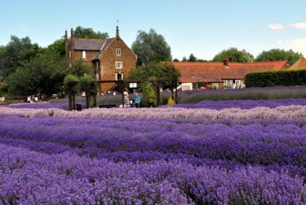 Norfolk-Lavender