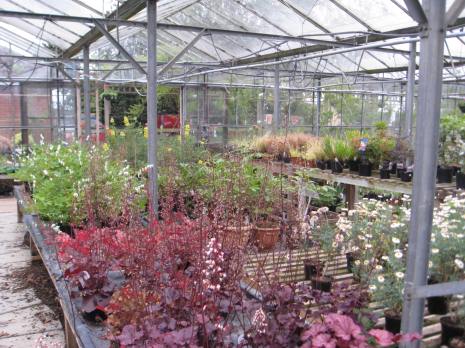 Tattingstone Garden Centre visit - May 2016 010